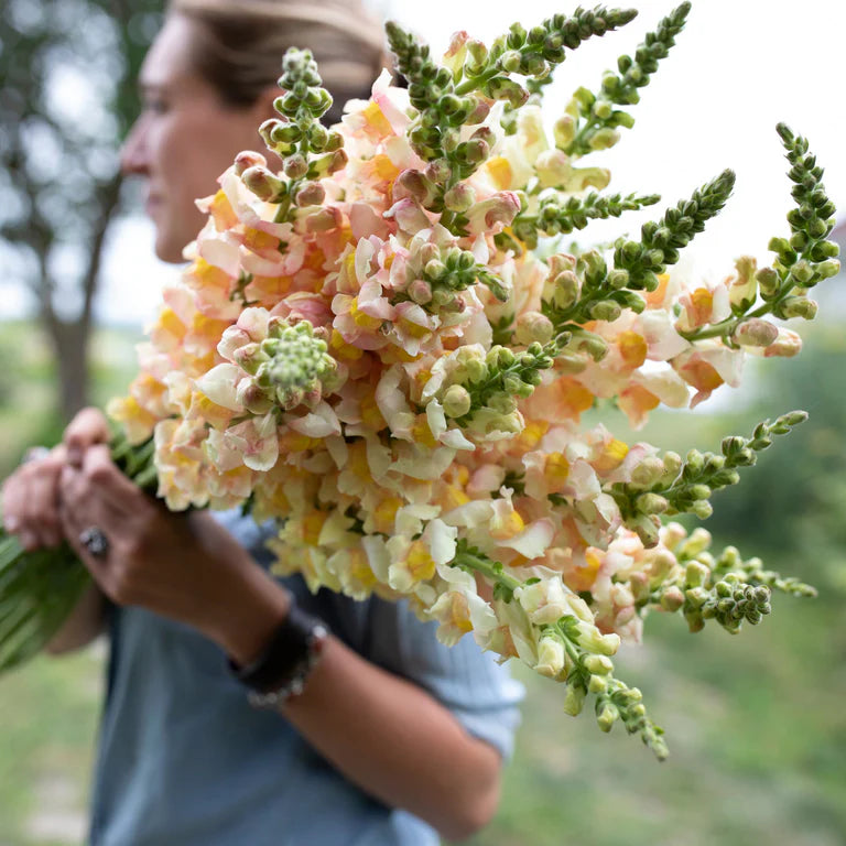 Snapdragons