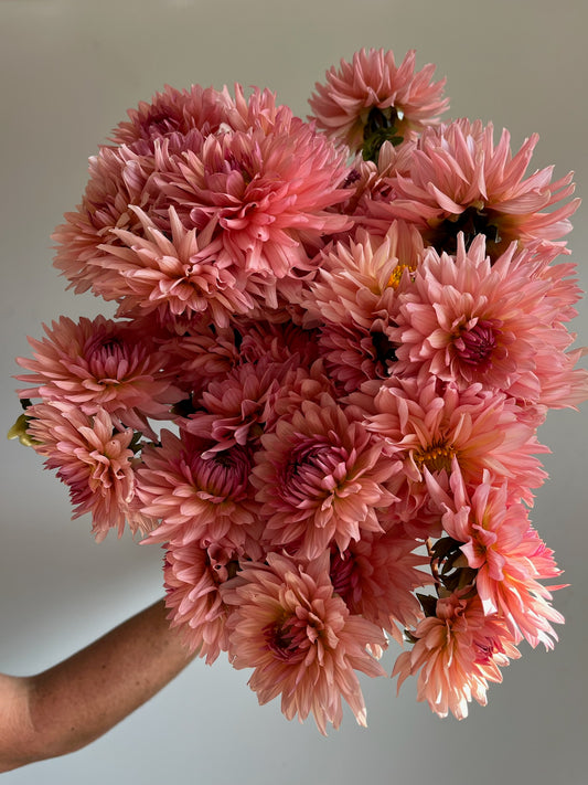 Preference Dahlia Tuber