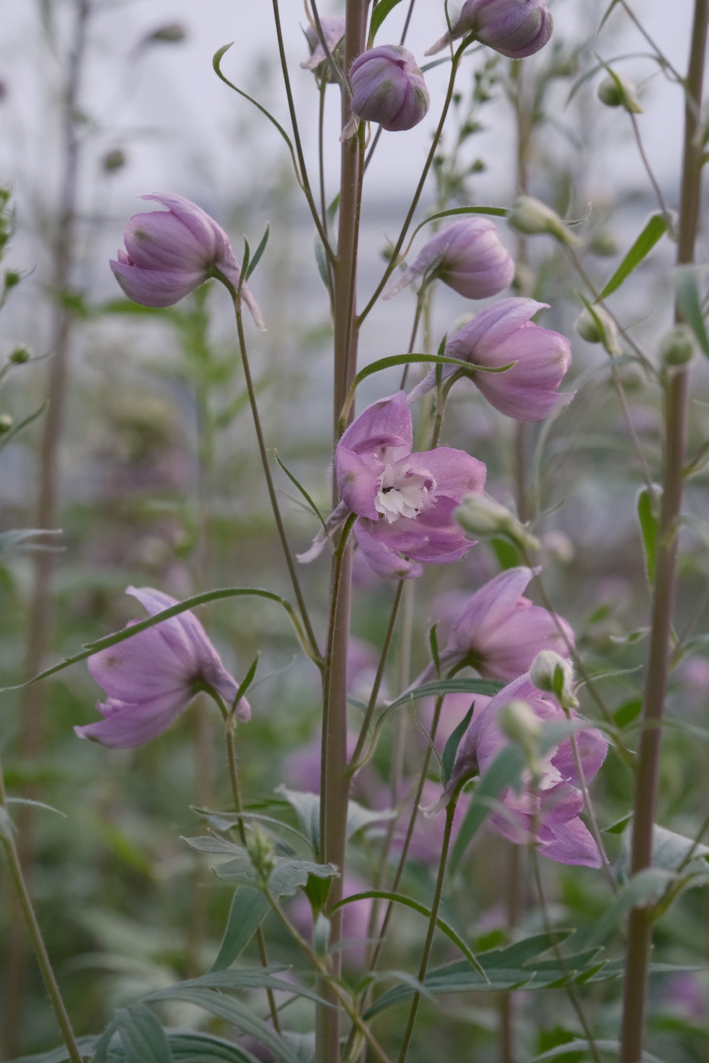 Delphinium