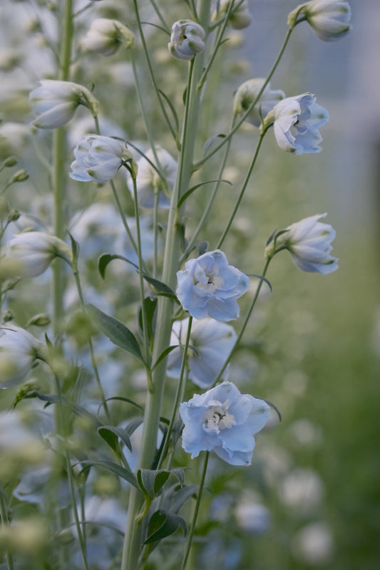Delphinium