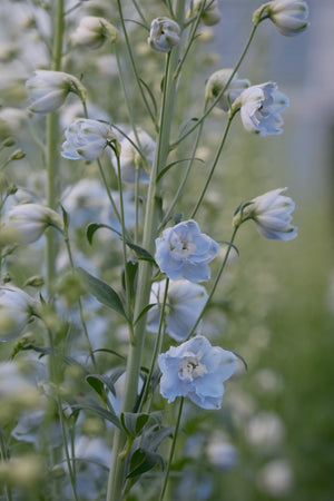 Delphinium