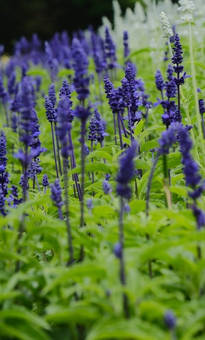 Salvia