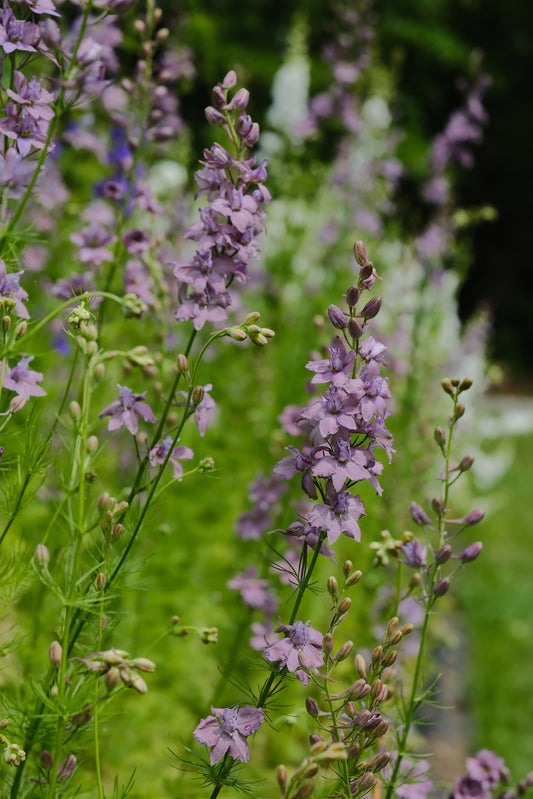 Larkspur