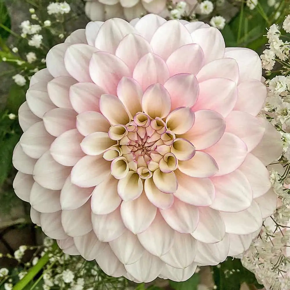 Dahlias