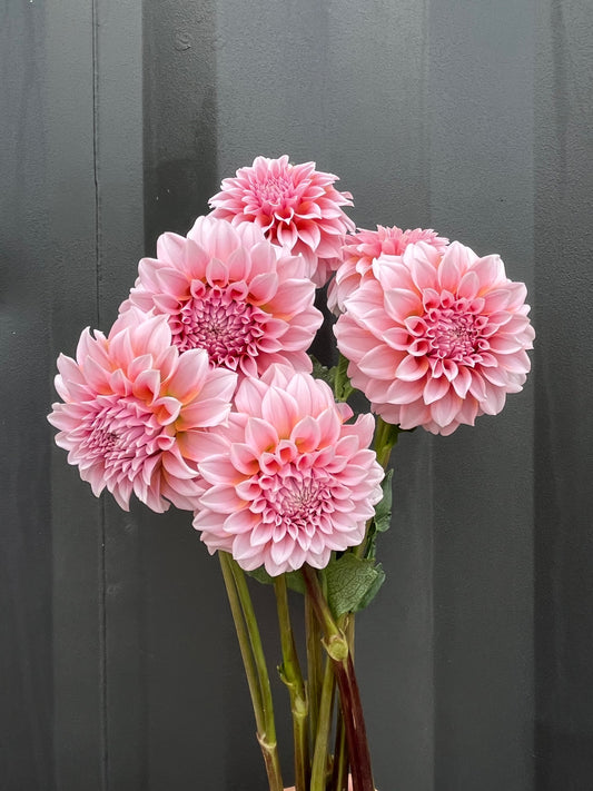 Dahlias