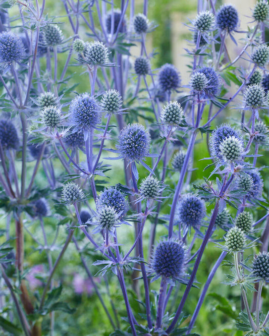 Eryngium