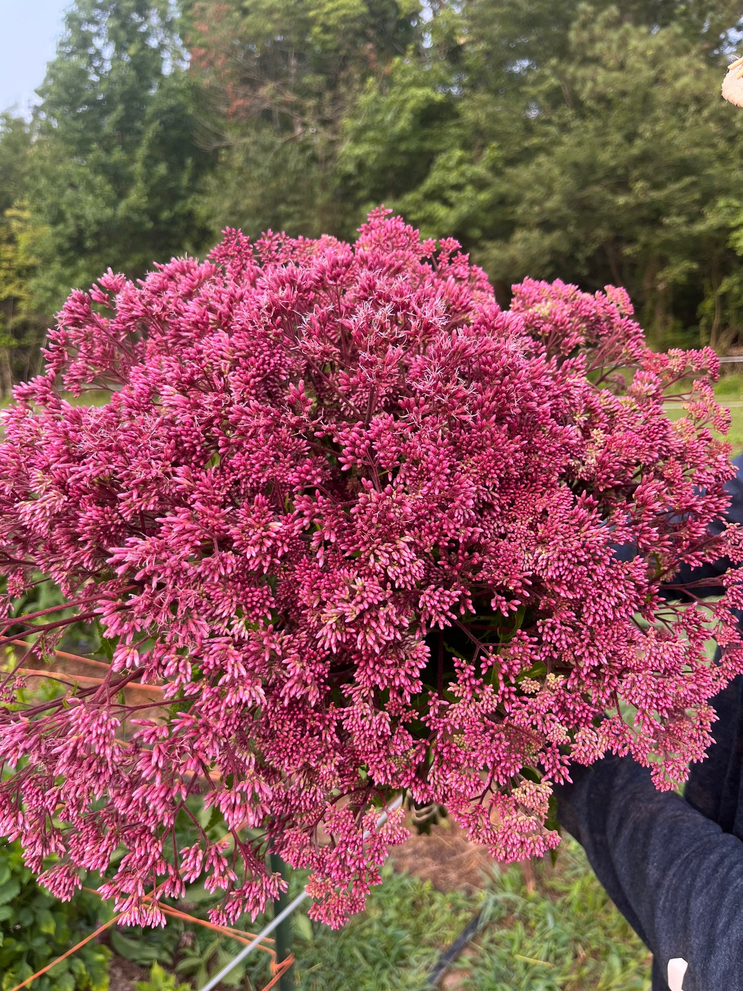 Eupatorium “Joe Pye Weed”