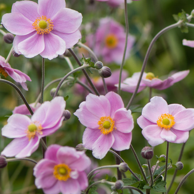 Japanese Anemones