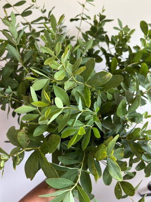 Baptisia Foliage