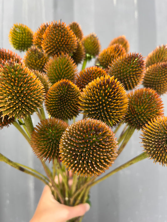 Echinacea