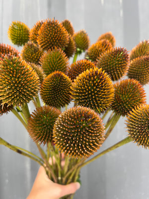 Echinacea