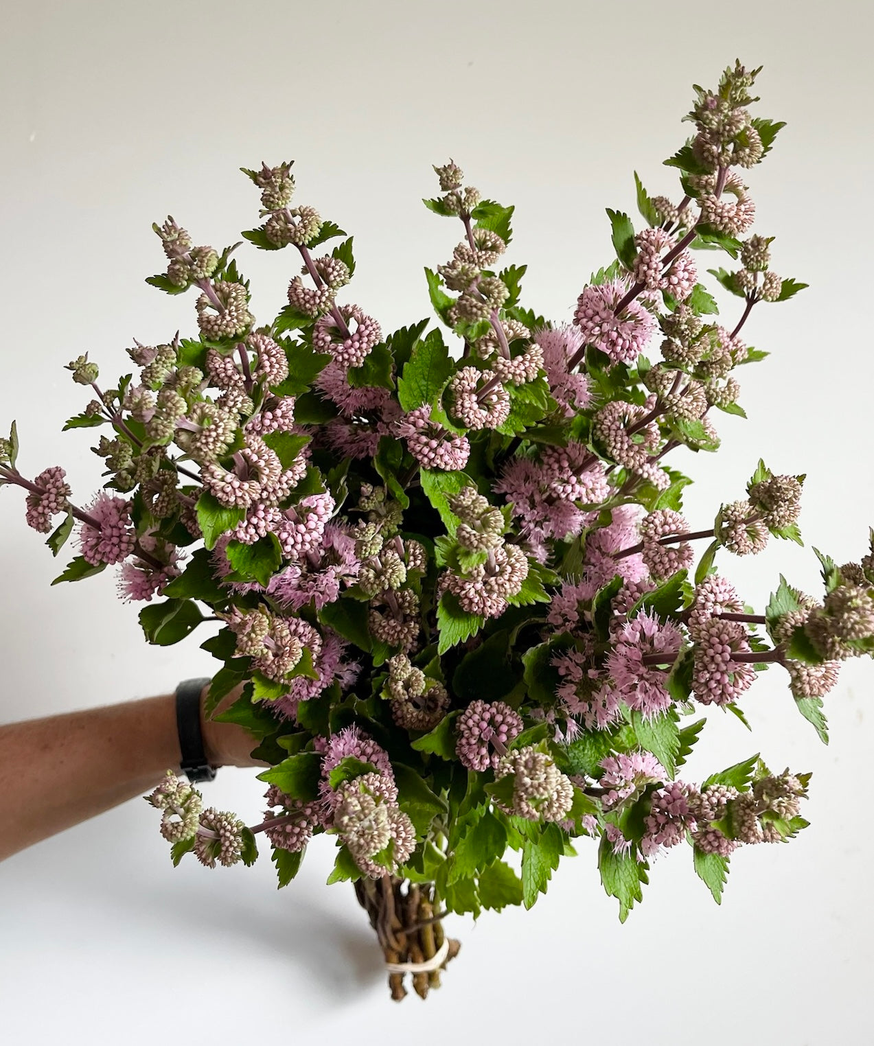 Caryopteris