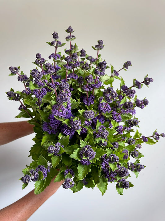 Caryopteris