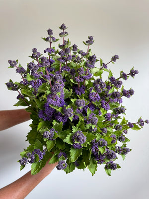Caryopteris