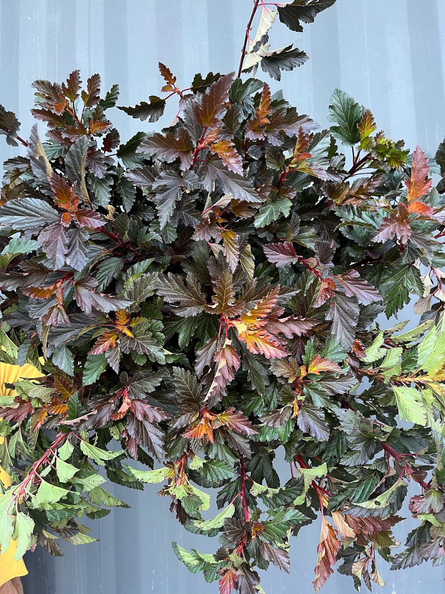 Order Greenery Buckets