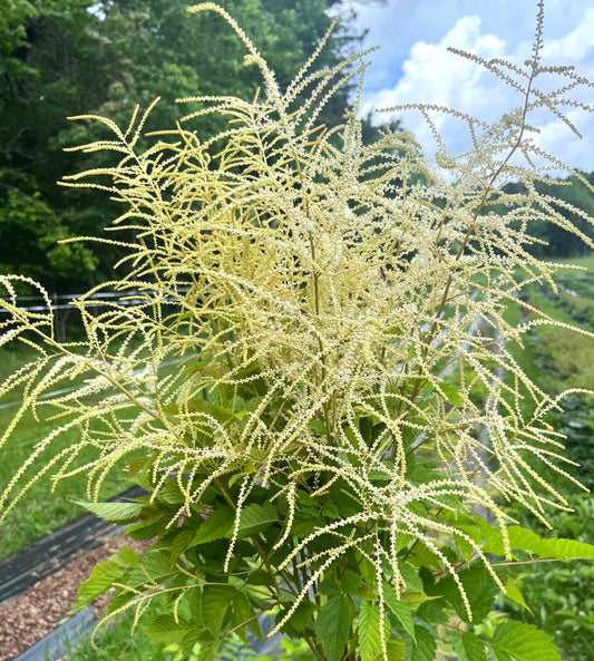 Aruncus