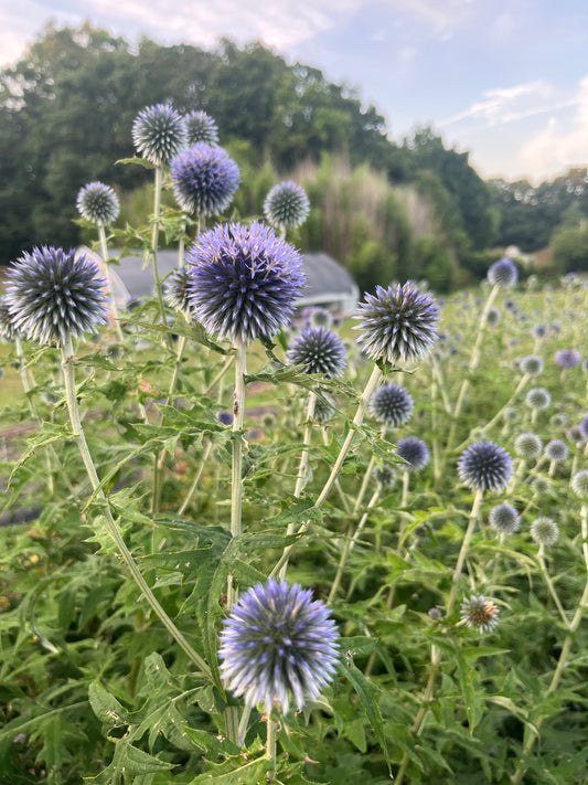 Echinops