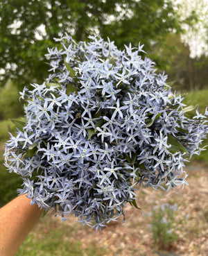 Amsonia