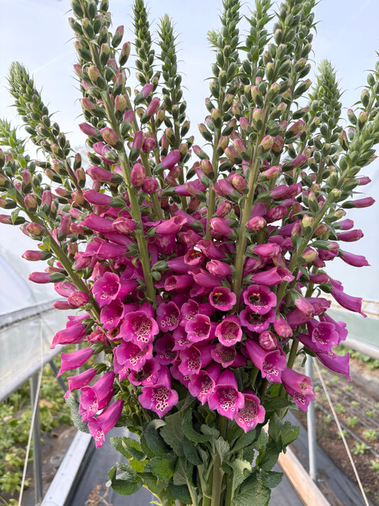 Foxglove