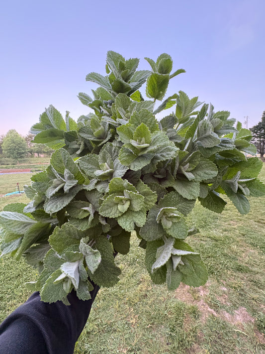 Apple Mint