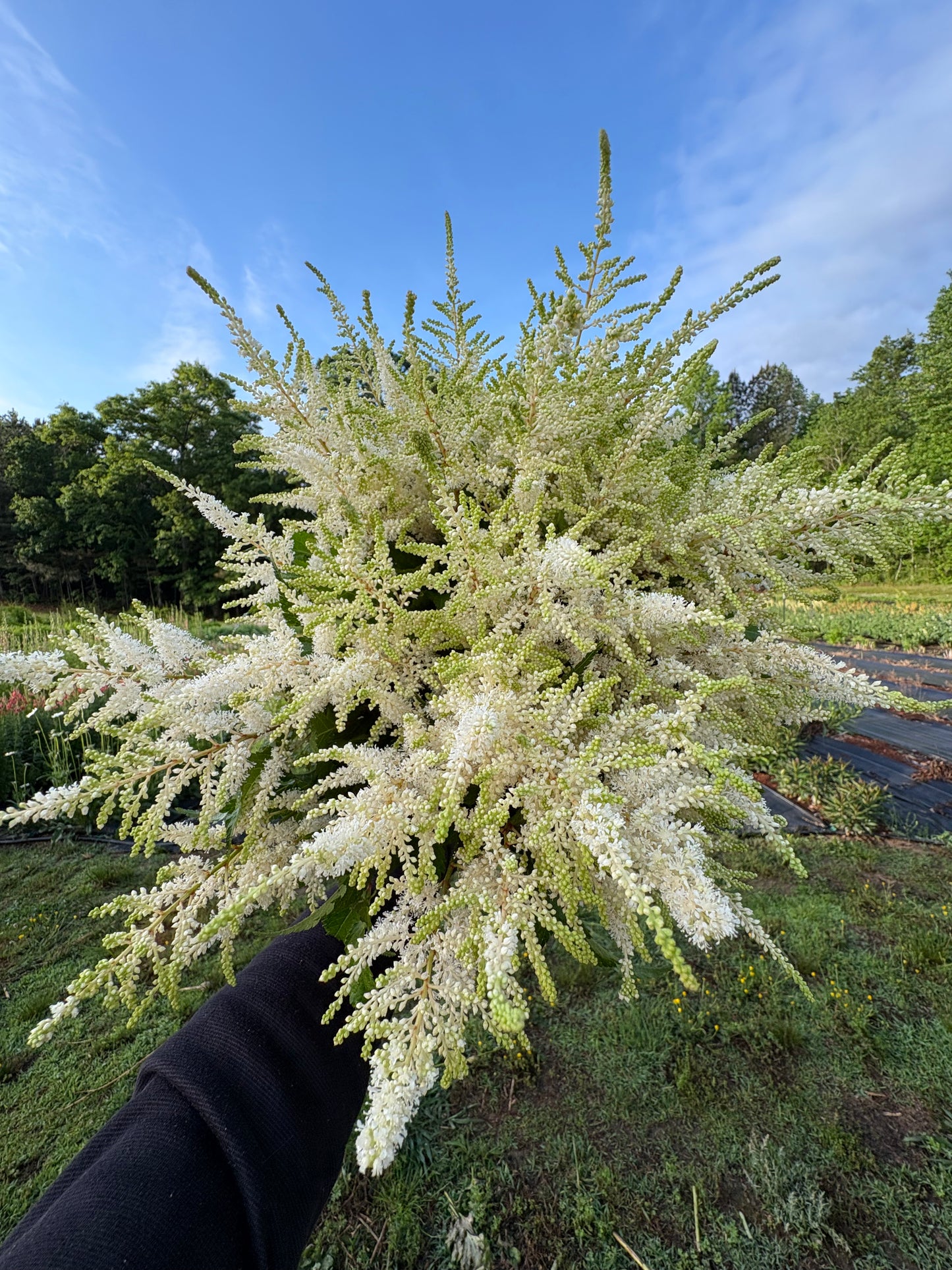 Astilbe