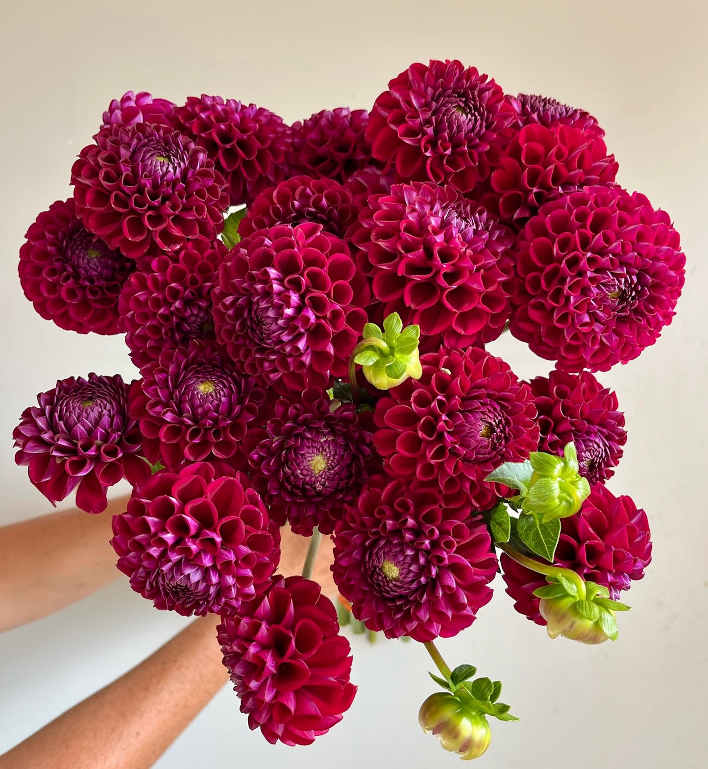 Dahlias