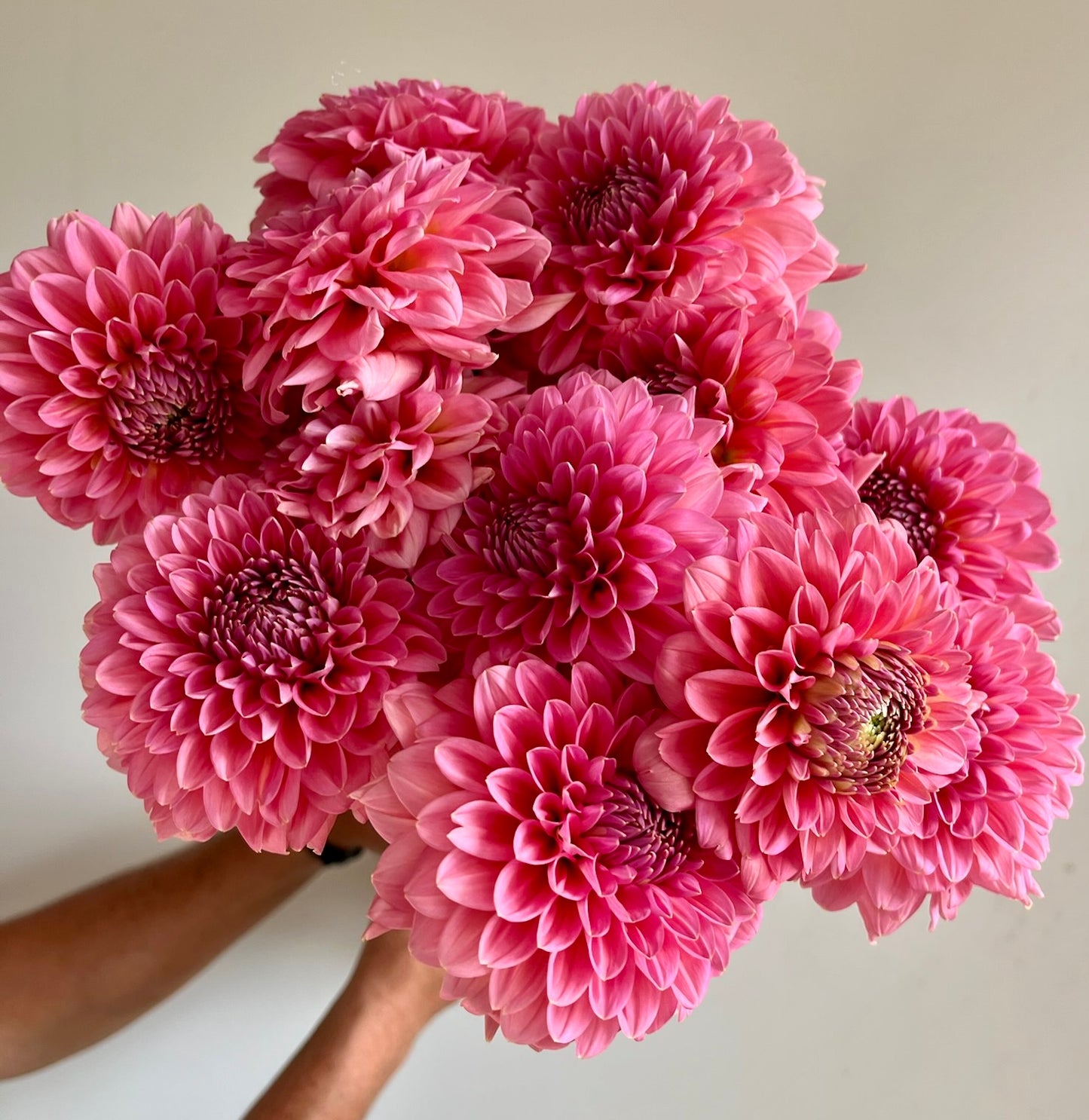 Dahlias