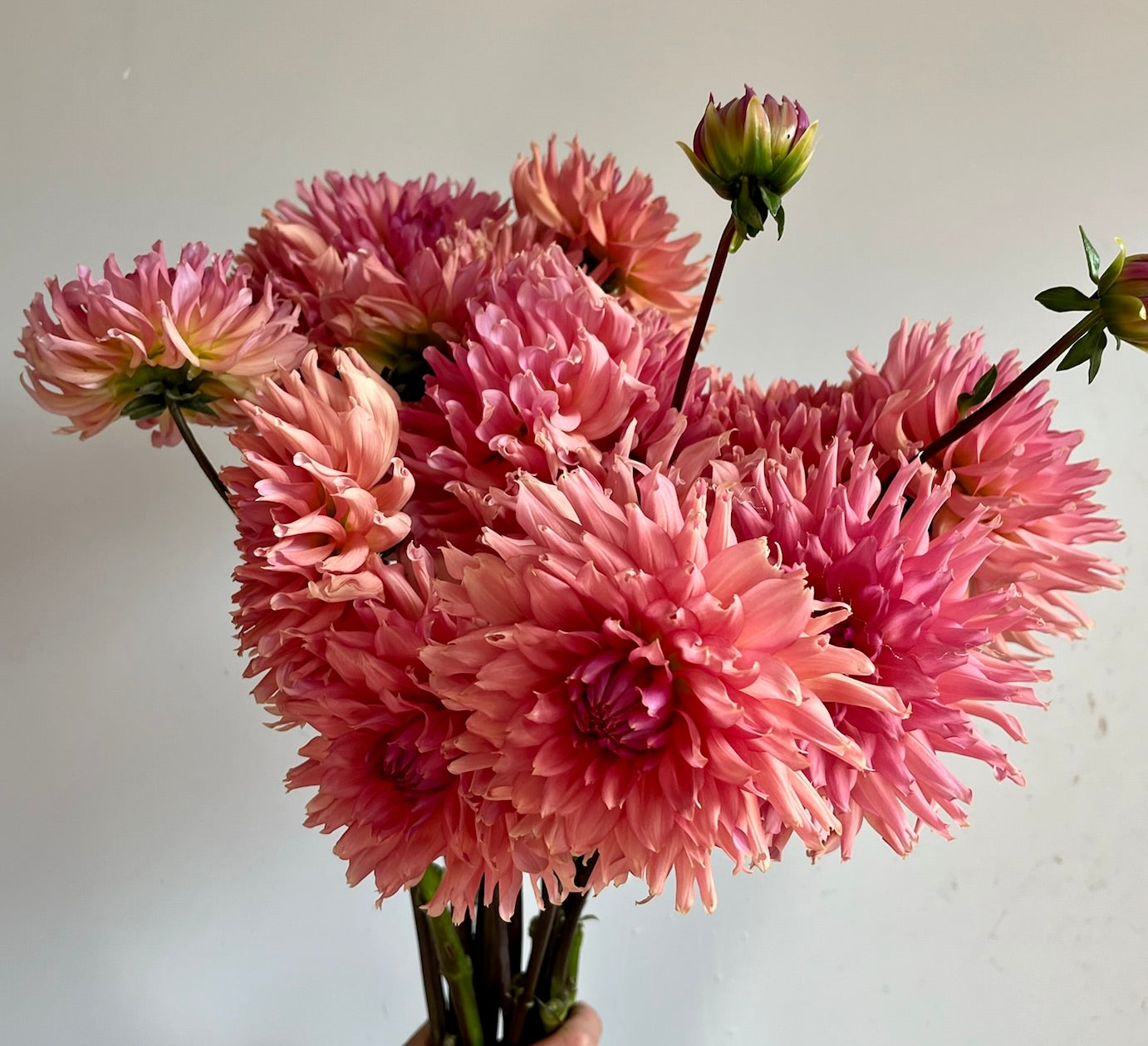 Dahlias