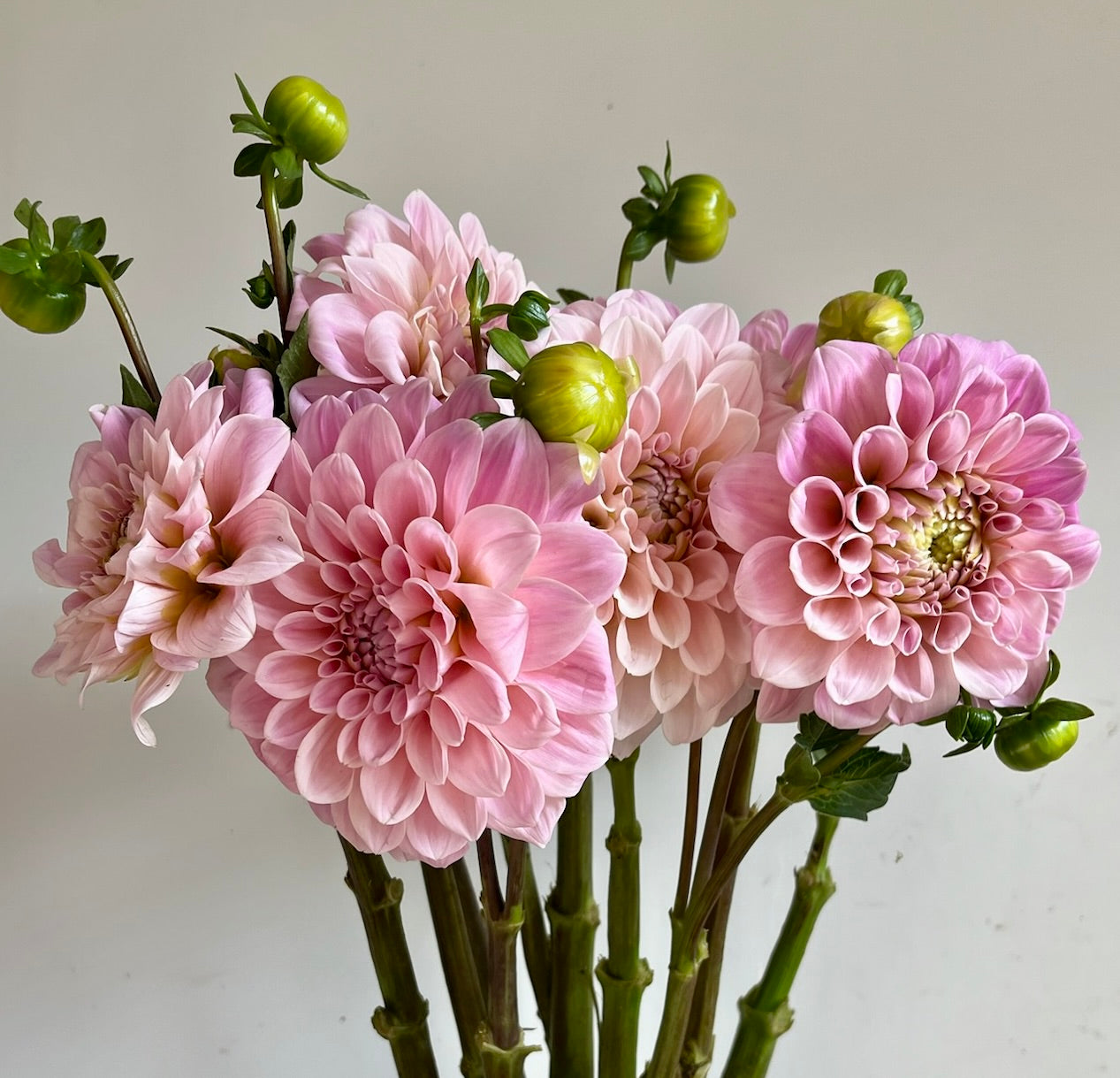 Dahlias