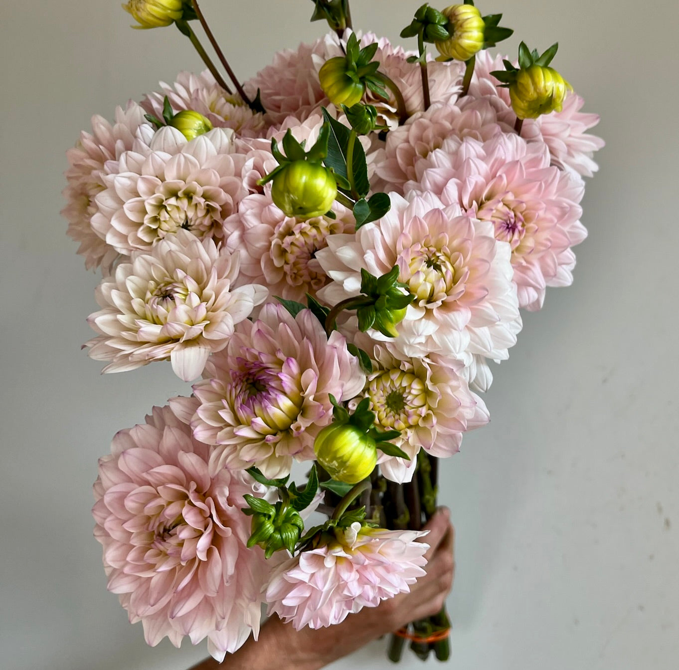 Dahlias