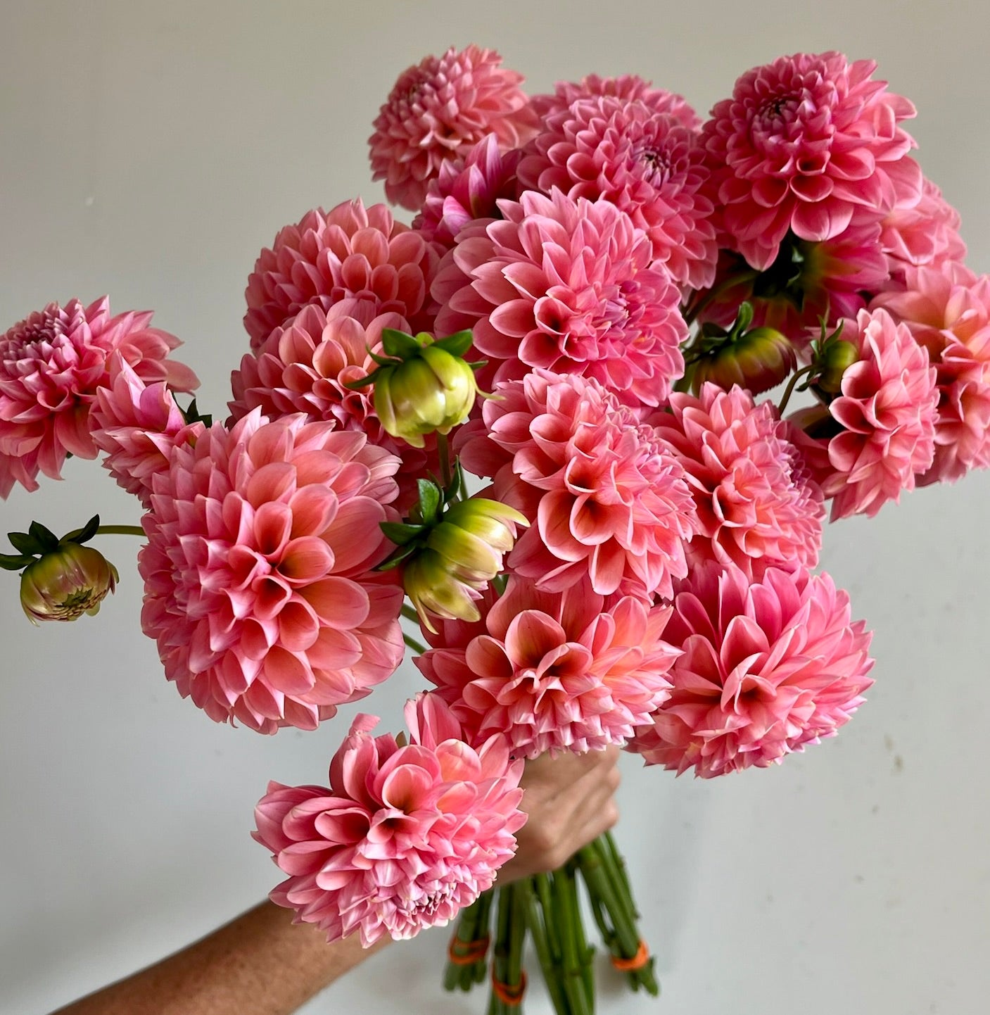 Dahlias