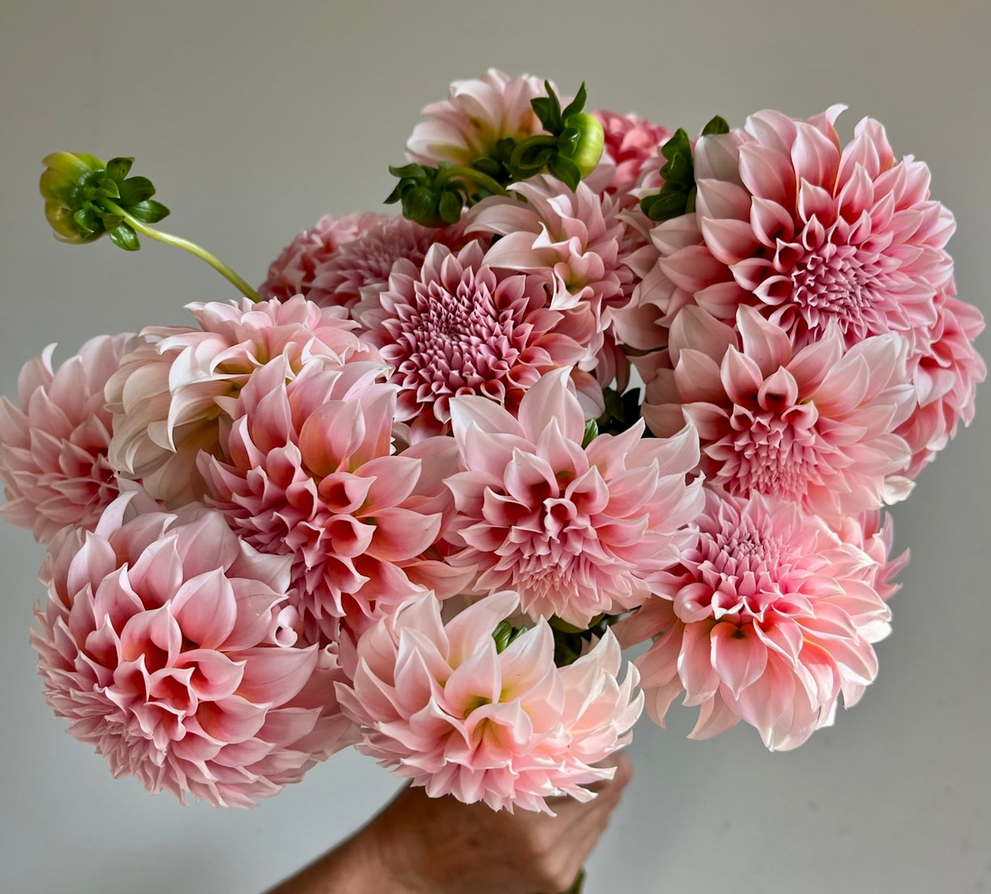 Dahlias