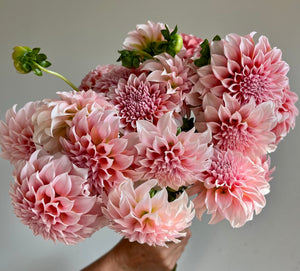 Dahlias