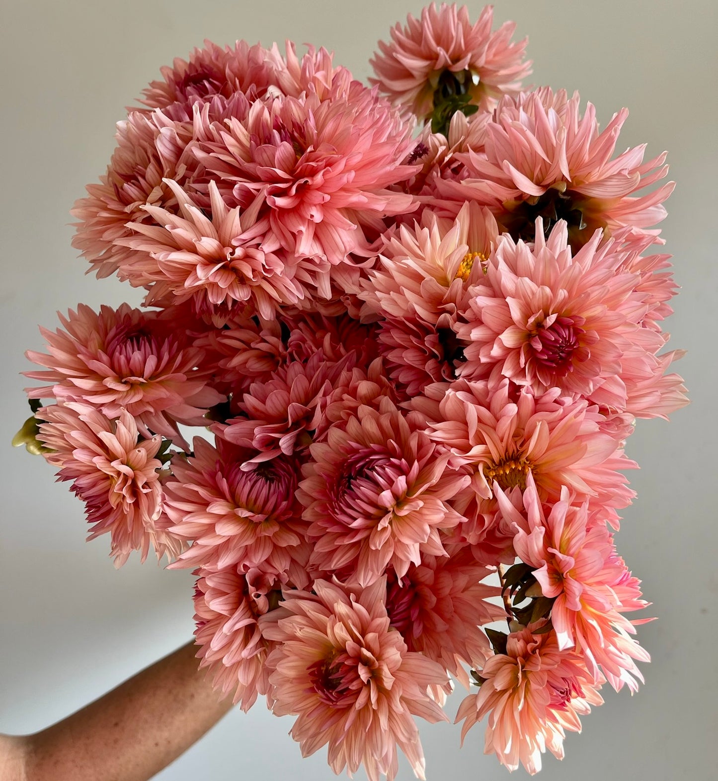 Dahlias