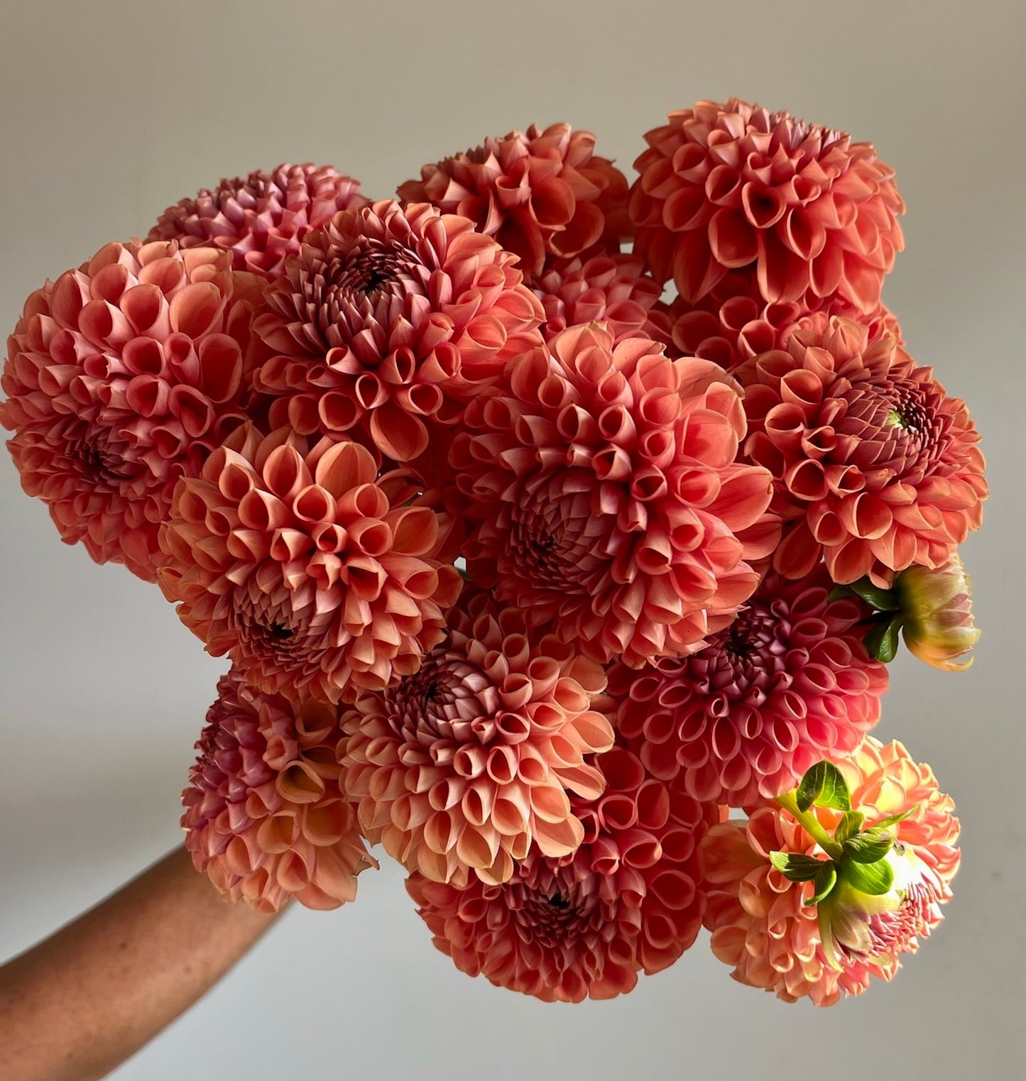 Dahlias