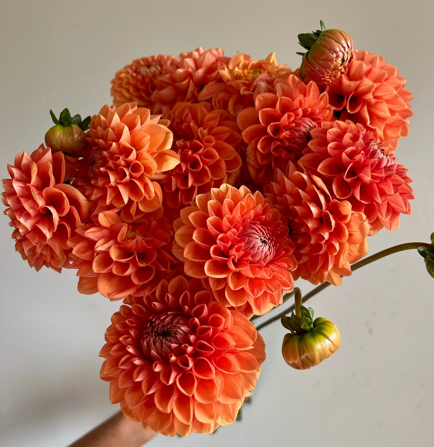 Dahlias