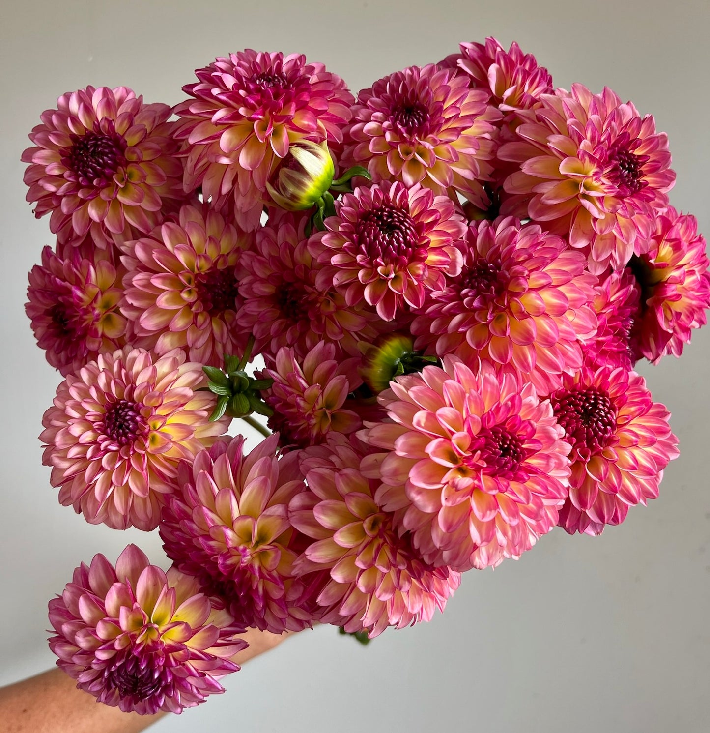 Dahlias