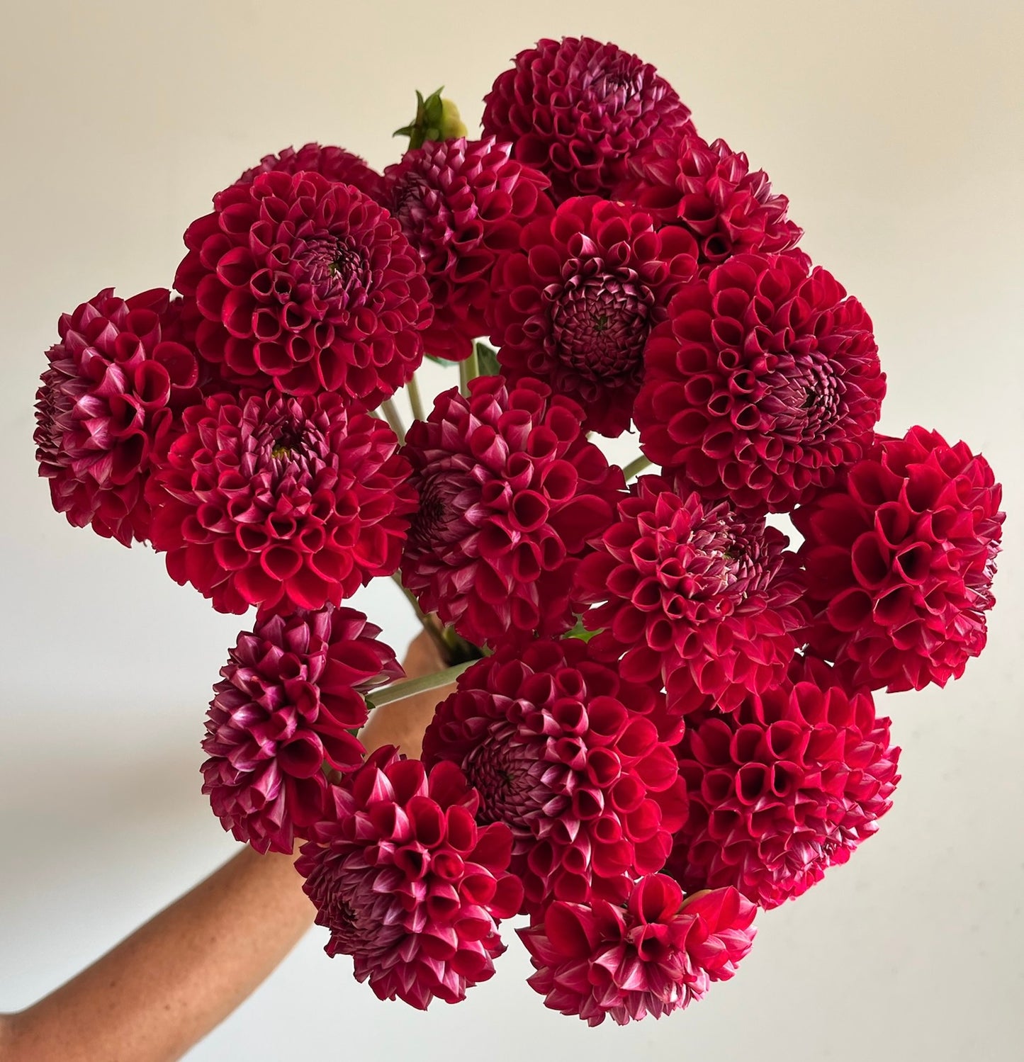 Dahlias