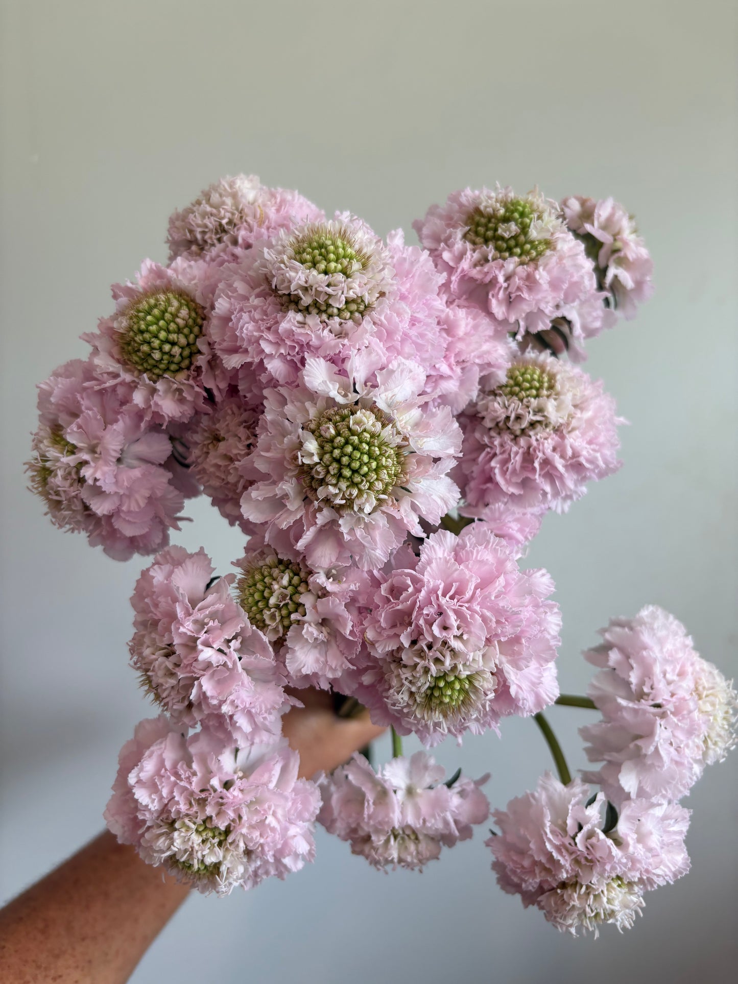 Scabiosa Varieties