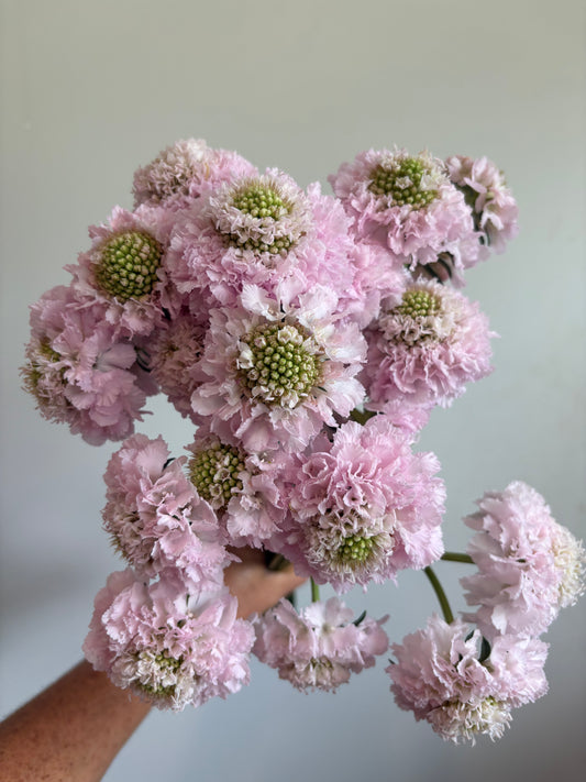 Scabiosa Scoop Varieties