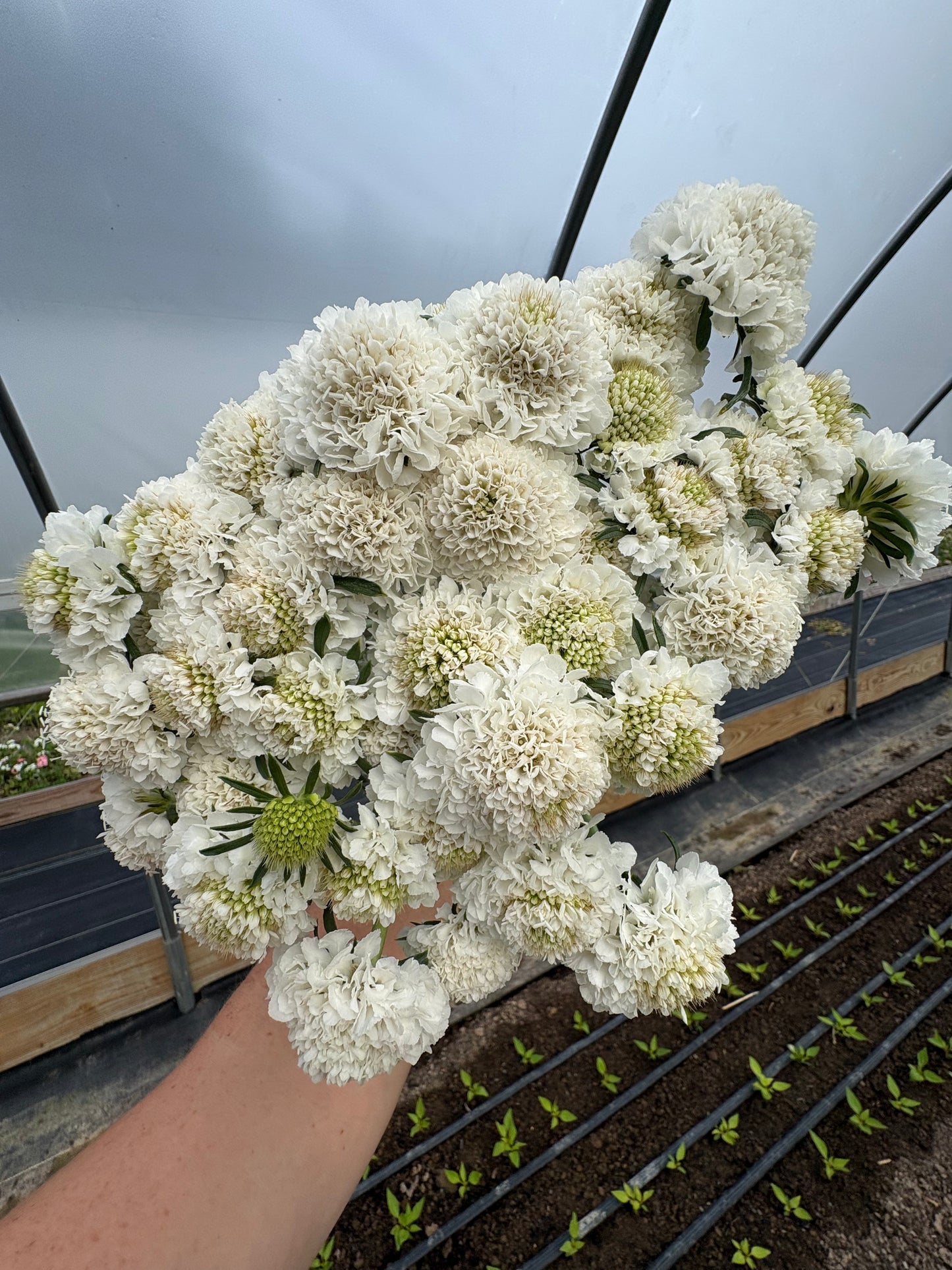 Scabiosa Varieties