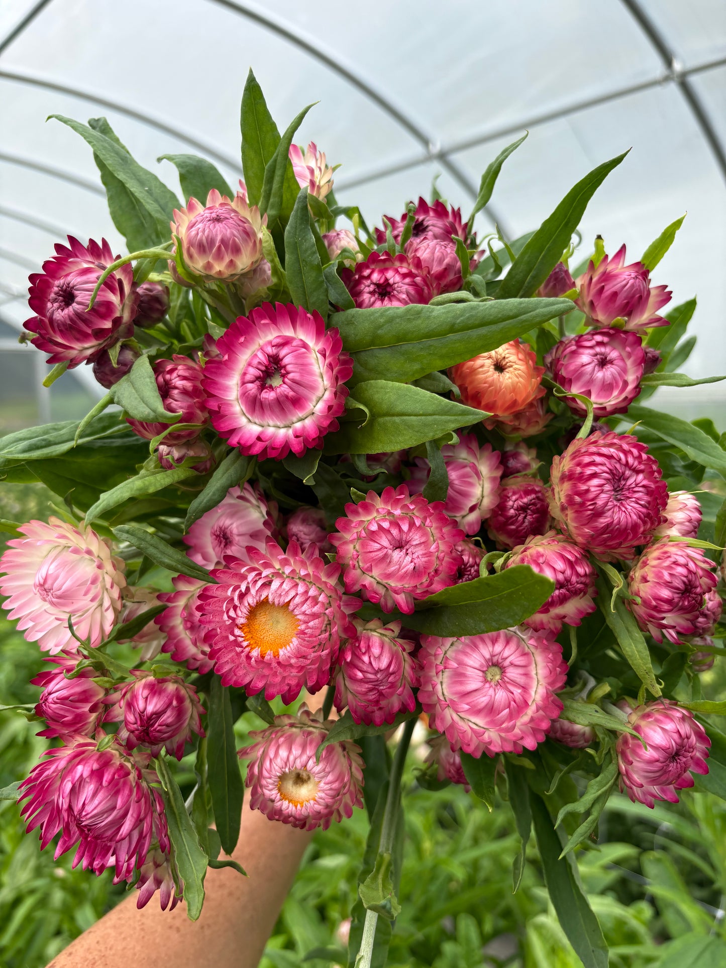Strawflower