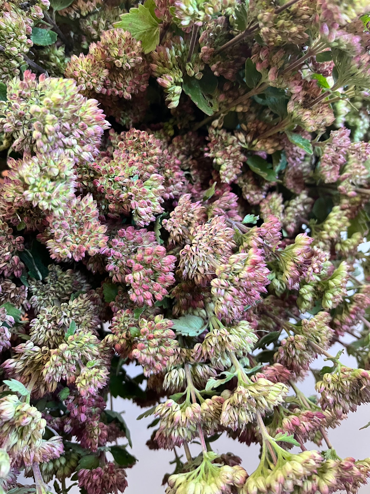 Caryopteris