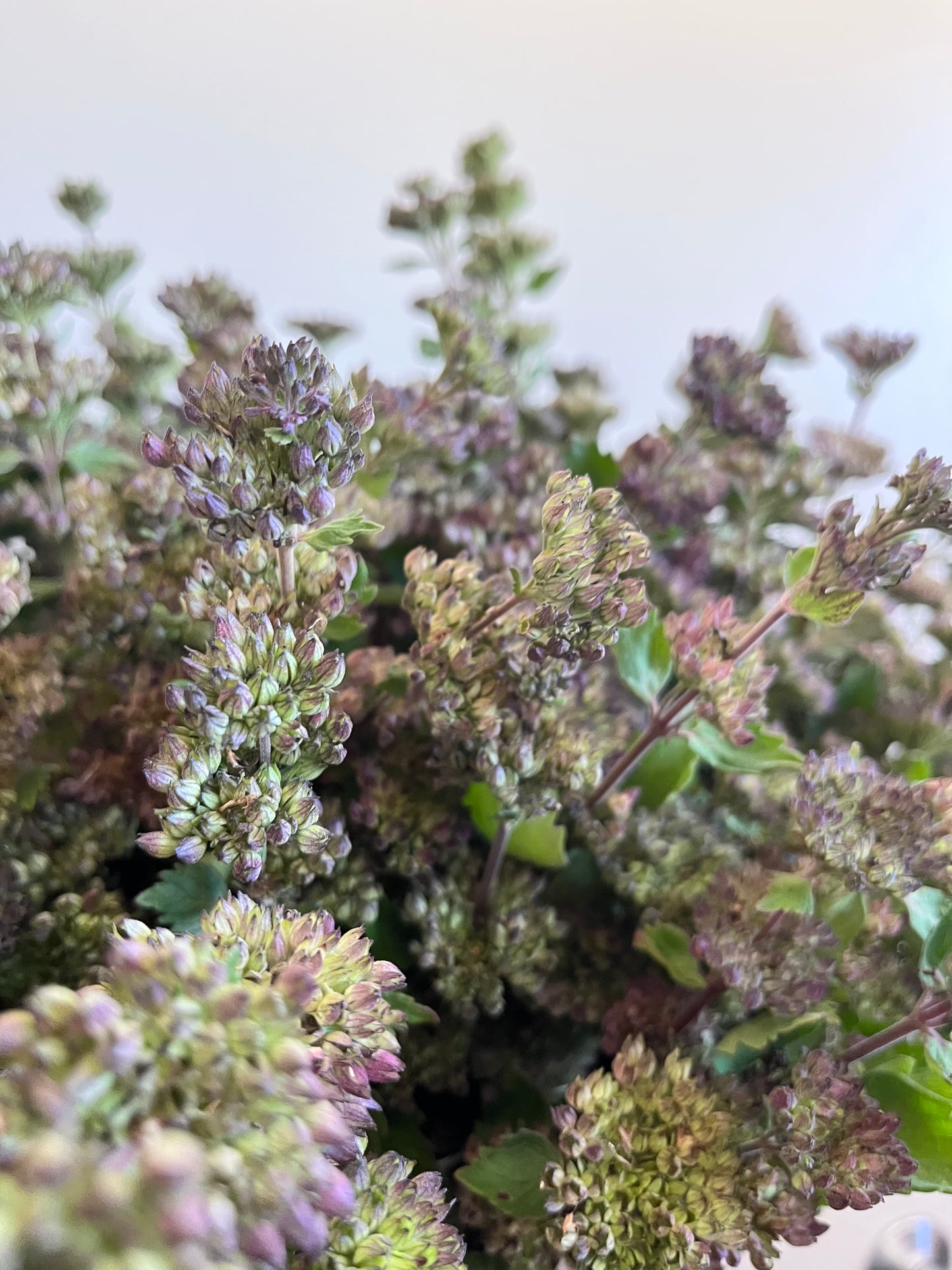 Caryopteris