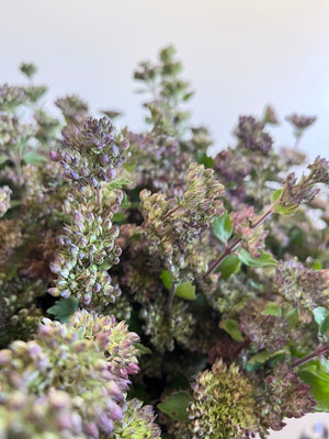 Caryopteris