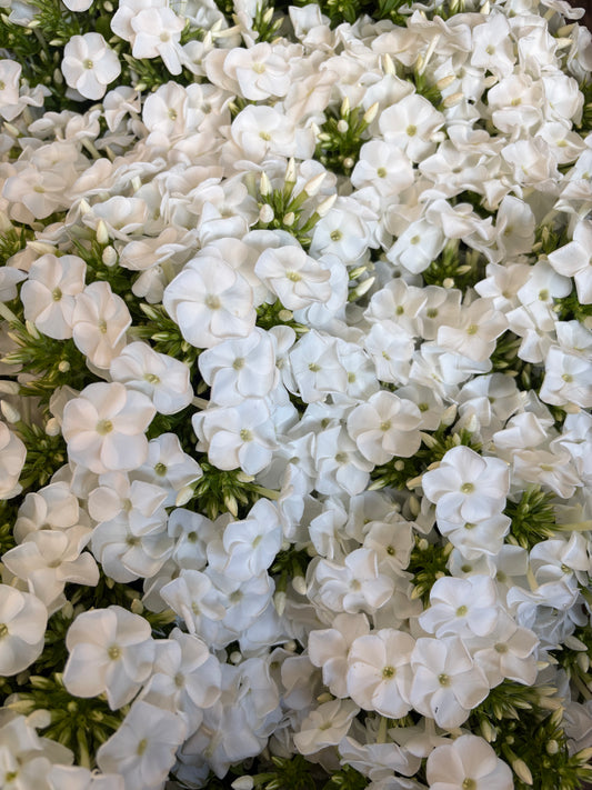 Phlox