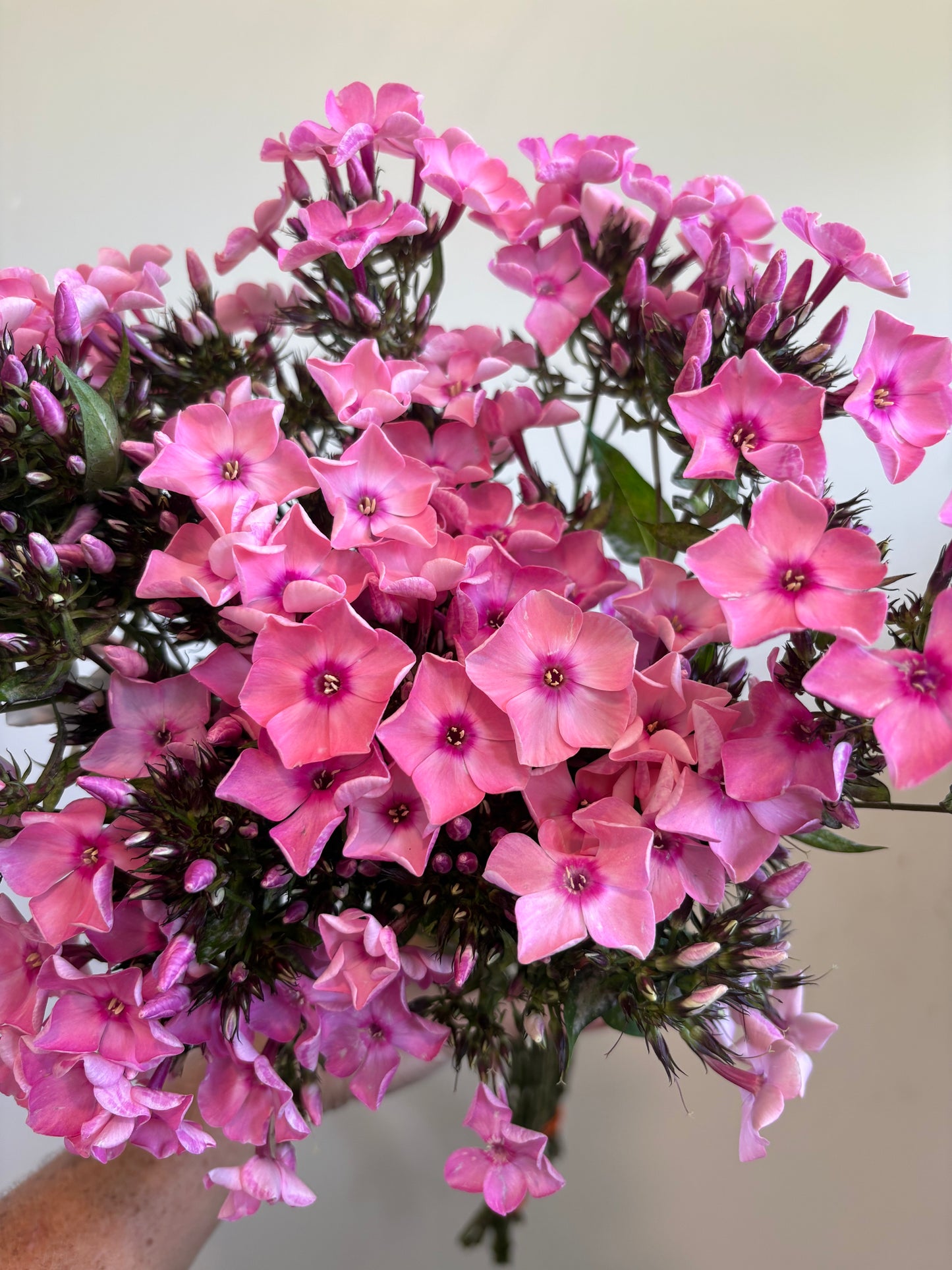 Phlox