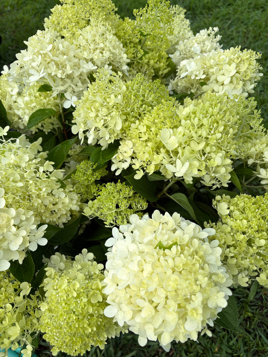 Hydrangea