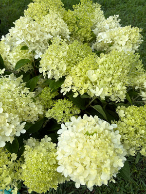 Hydrangea