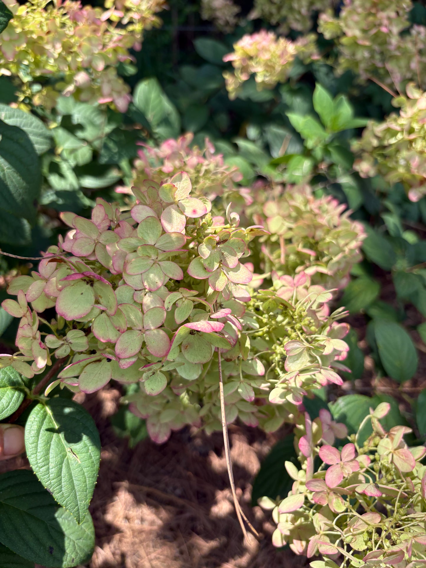 Hydrangea
